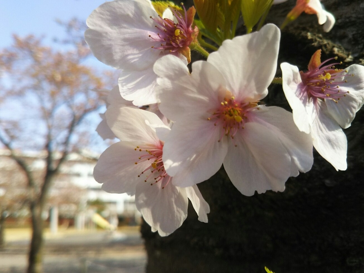 f:id:hirotaka72:20200409082644j:plain