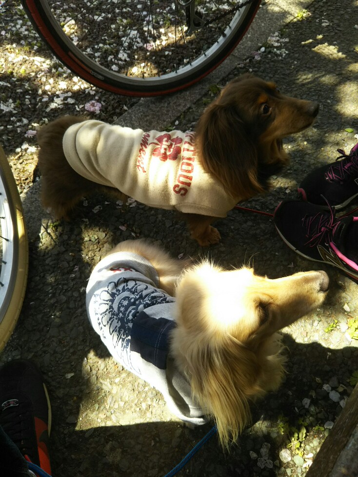 f:id:hirotaka72:20200415123628j:plain f:id:hirotaka72:20200415123628j:plain