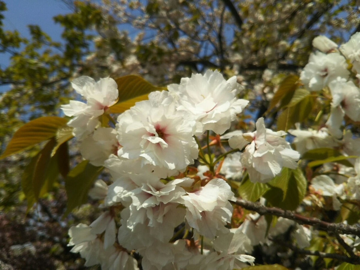 f:id:hirotaka72:20200415123859j:plain f:id:hirotaka72:20200415123859j:plain