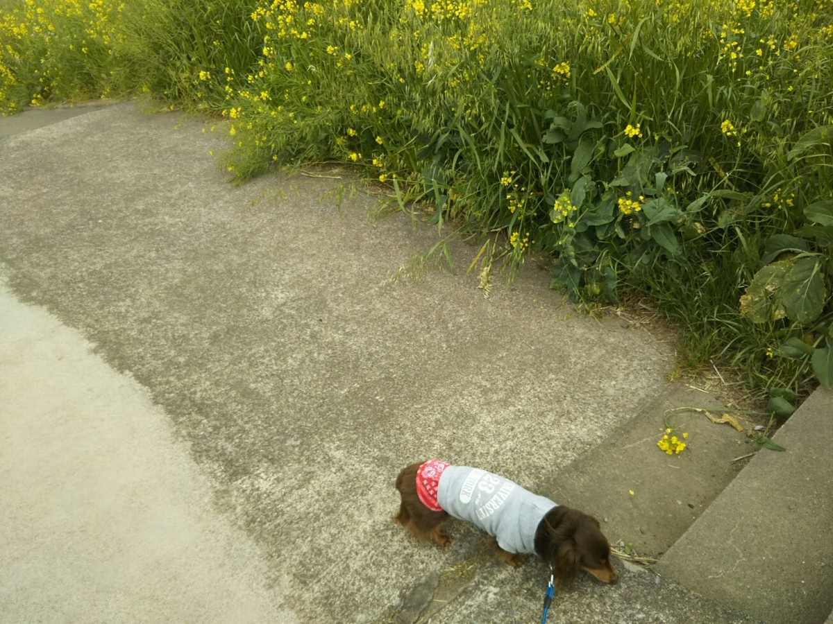 f:id:hirotaka72:20200417073853j:plain