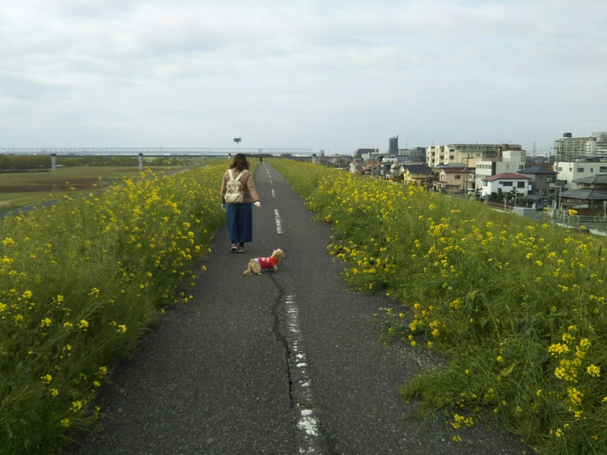 f:id:hirotaka72:20200417074517j:plain