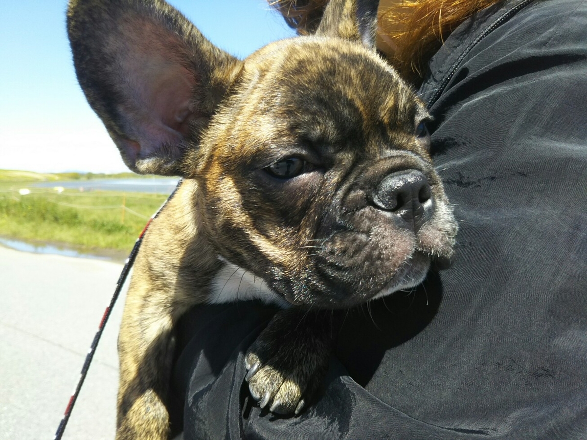 f:id:hirotaka72:20200419124636j:plain f:id:hirotaka72:20200419124636j:plain