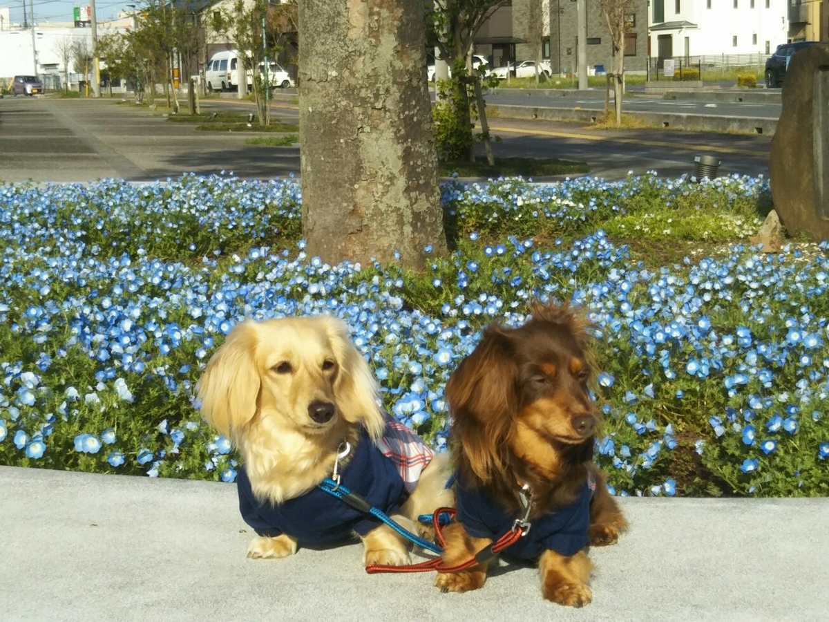 f:id:hirotaka72:20200423071034j:plain