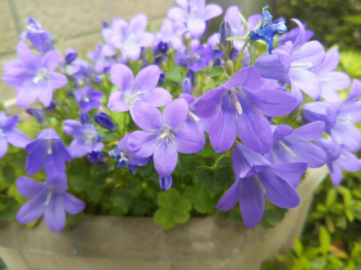 f:id:hirotaka72:20200424072524j:plain