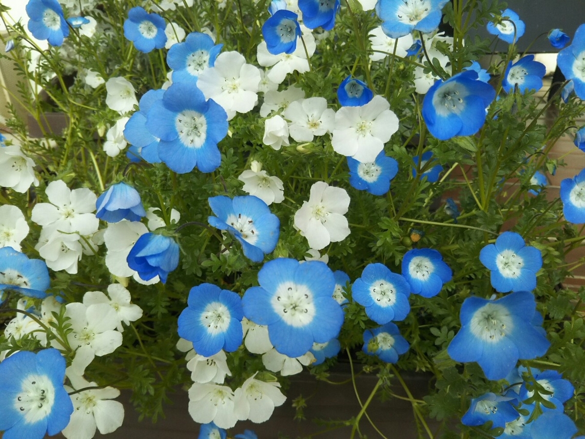 f:id:hirotaka72:20200424072652j:plain