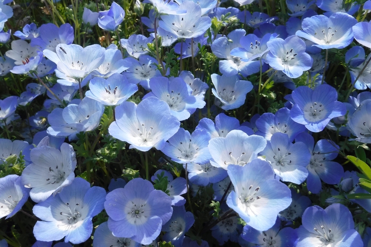 f:id:hirotaka72:20200426132112j:plain