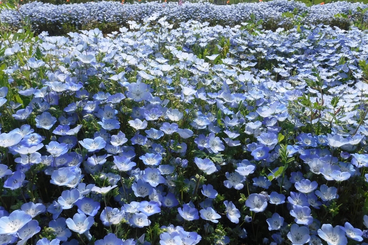 f:id:hirotaka72:20200426132134j:plain
