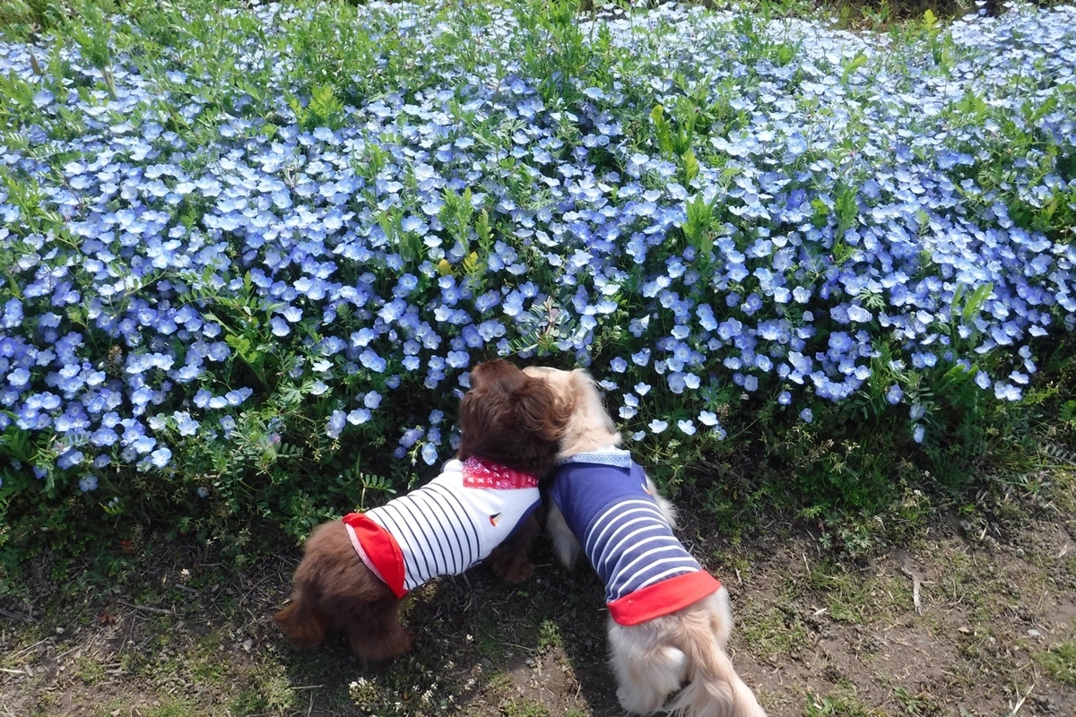 f:id:hirotaka72:20200426132231j:plain