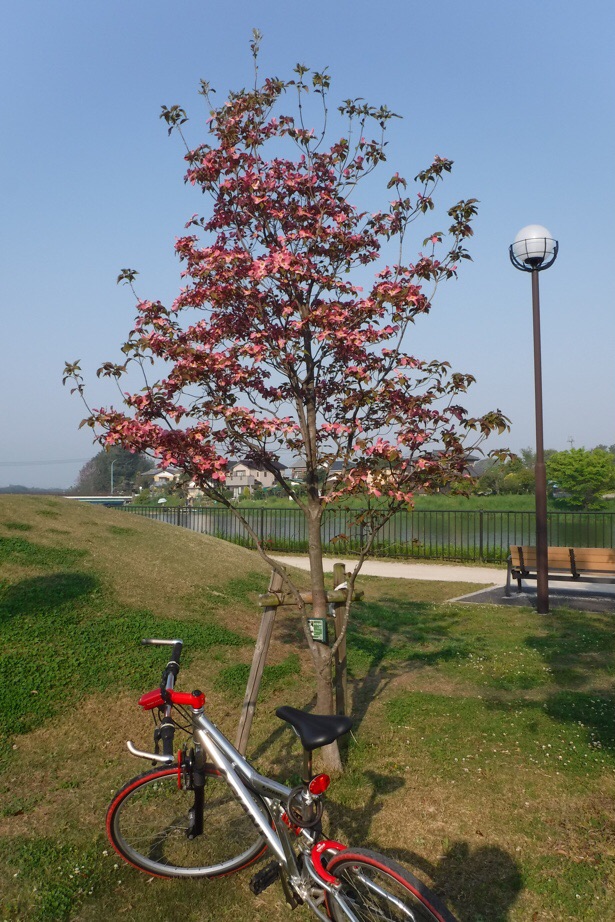 f:id:hirotaka72:20200502092009j:plain f:id:hirotaka72:20200502092009j:plain