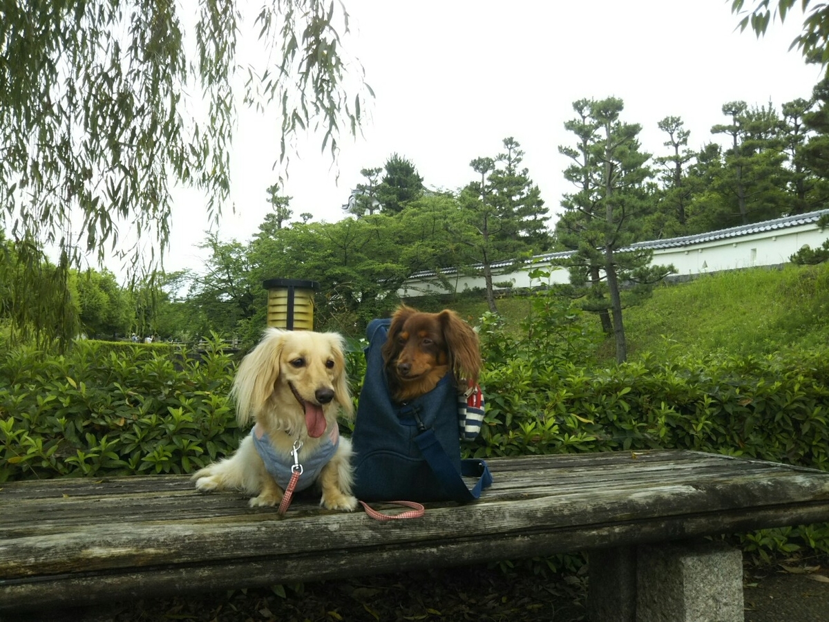 f:id:hirotaka72:20200705100946j:plain f:id:hirotaka72:20200705100946j:plain