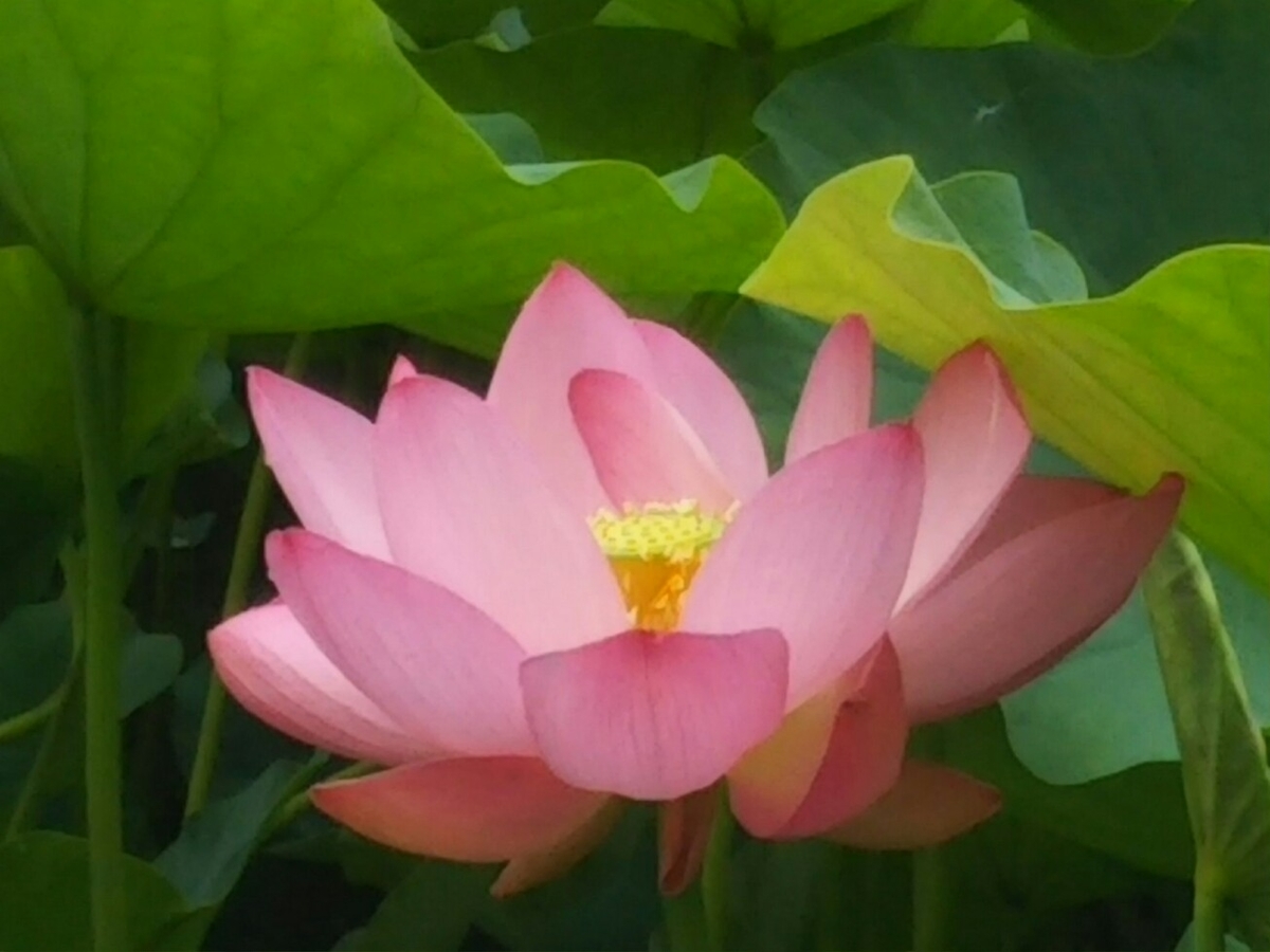 f:id:hirotaka72:20200705105429j:plain f:id:hirotaka72:20200705105429j:plain