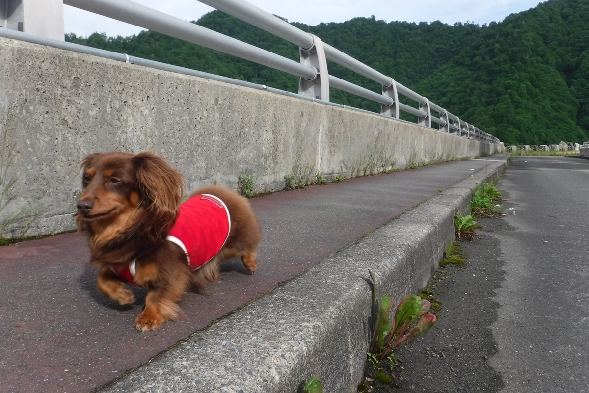 f:id:hirotaka72:20200724070656j:plain f:id:hirotaka72:20200724070656j:plain