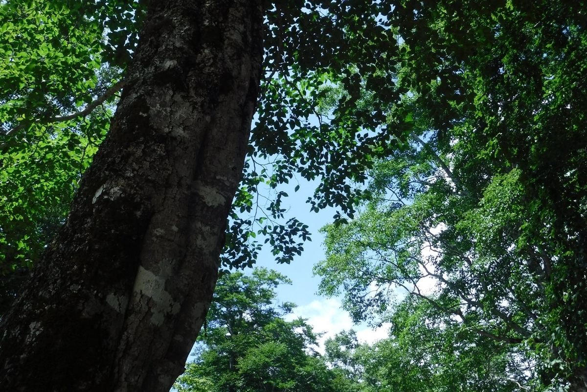 f:id:hirotaka72:20200815113934j:plain f:id:hirotaka72:20200815113934j:plain