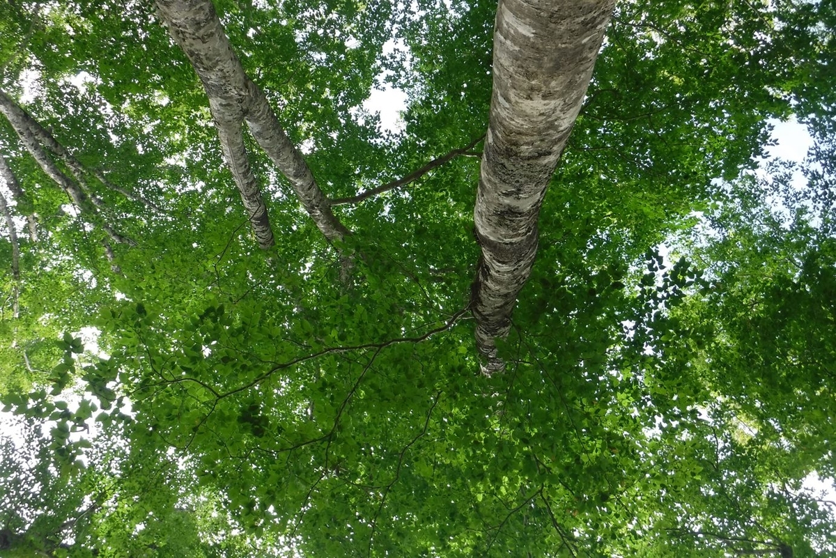f:id:hirotaka72:20200817095953j:plain f:id:hirotaka72:20200817095953j:plain
