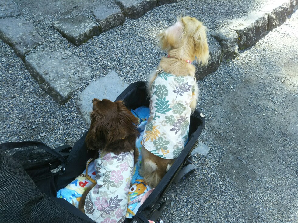 f:id:hirotaka72:20200829102046j:plain f:id:hirotaka72:20200829102046j:plain