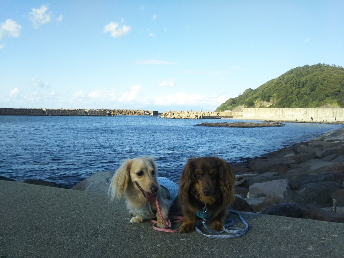 f:id:hirotaka72:20200919155425j:plain f:id:hirotaka72:20200919155425j:plain