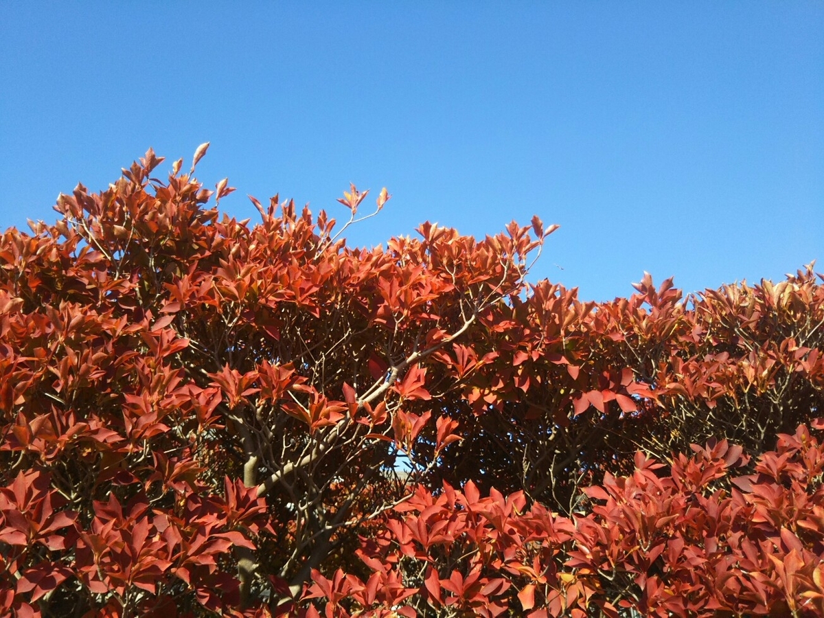f:id:hirotaka72:20201114100505j:plain