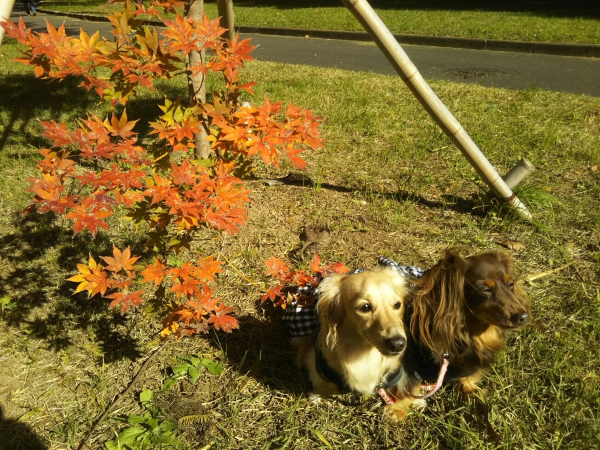 f:id:hirotaka72:20201114111407j:plain