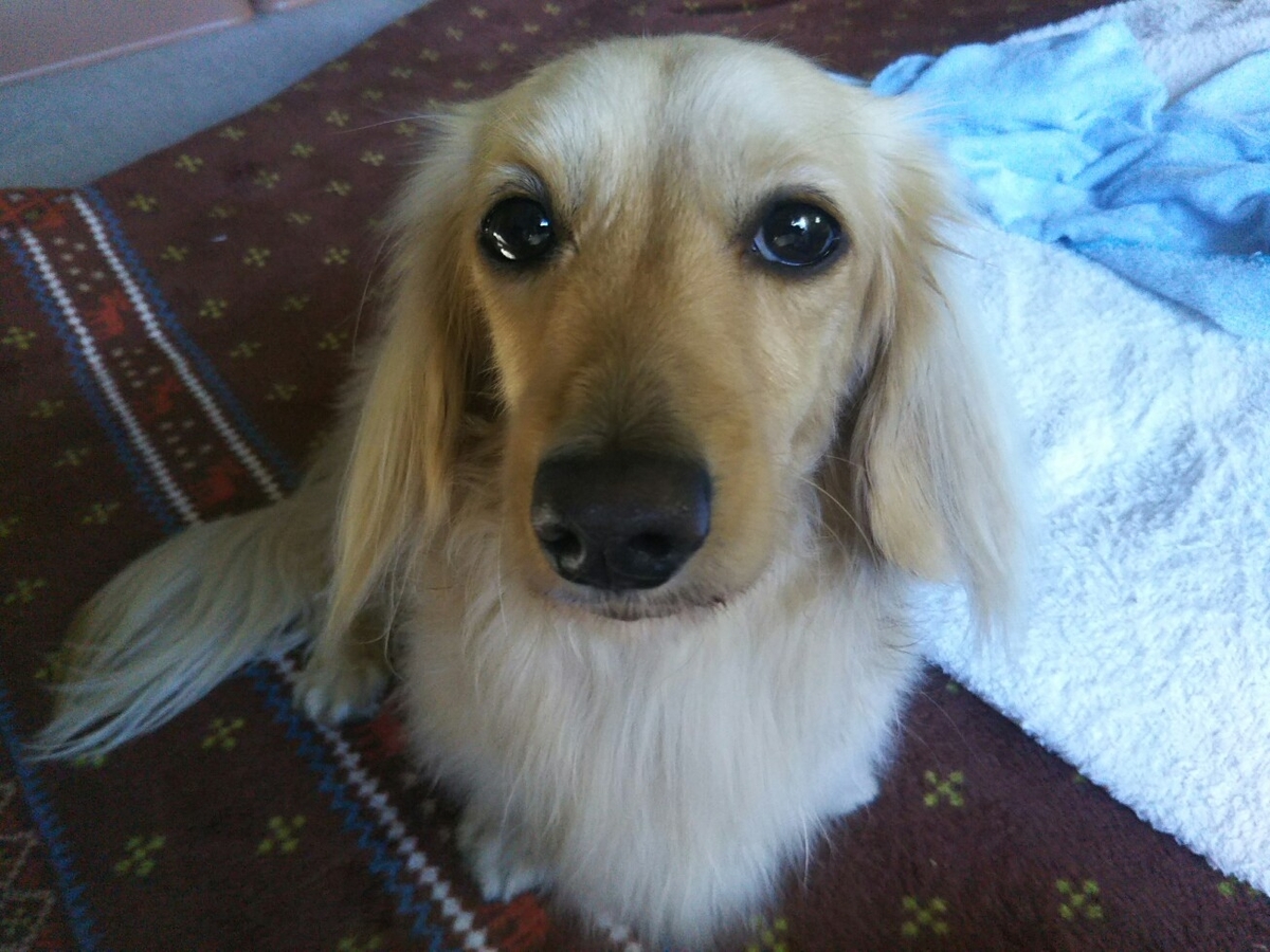 f:id:hirotaka72:20201231111457j:plain