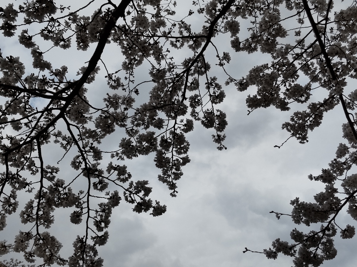 f:id:hirotaka72:20210320144539j:plain