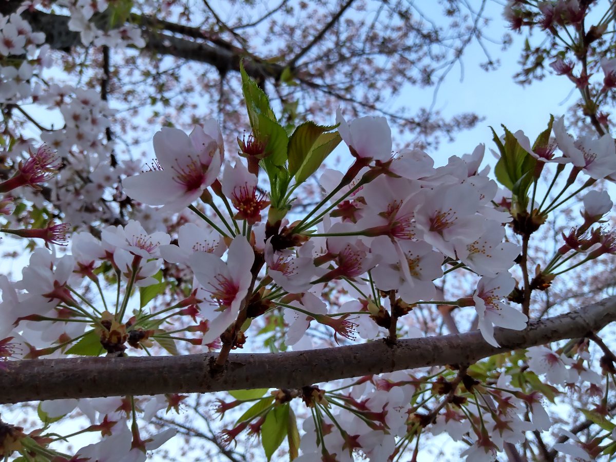 f:id:hirotaka72:20210402181536j:plain