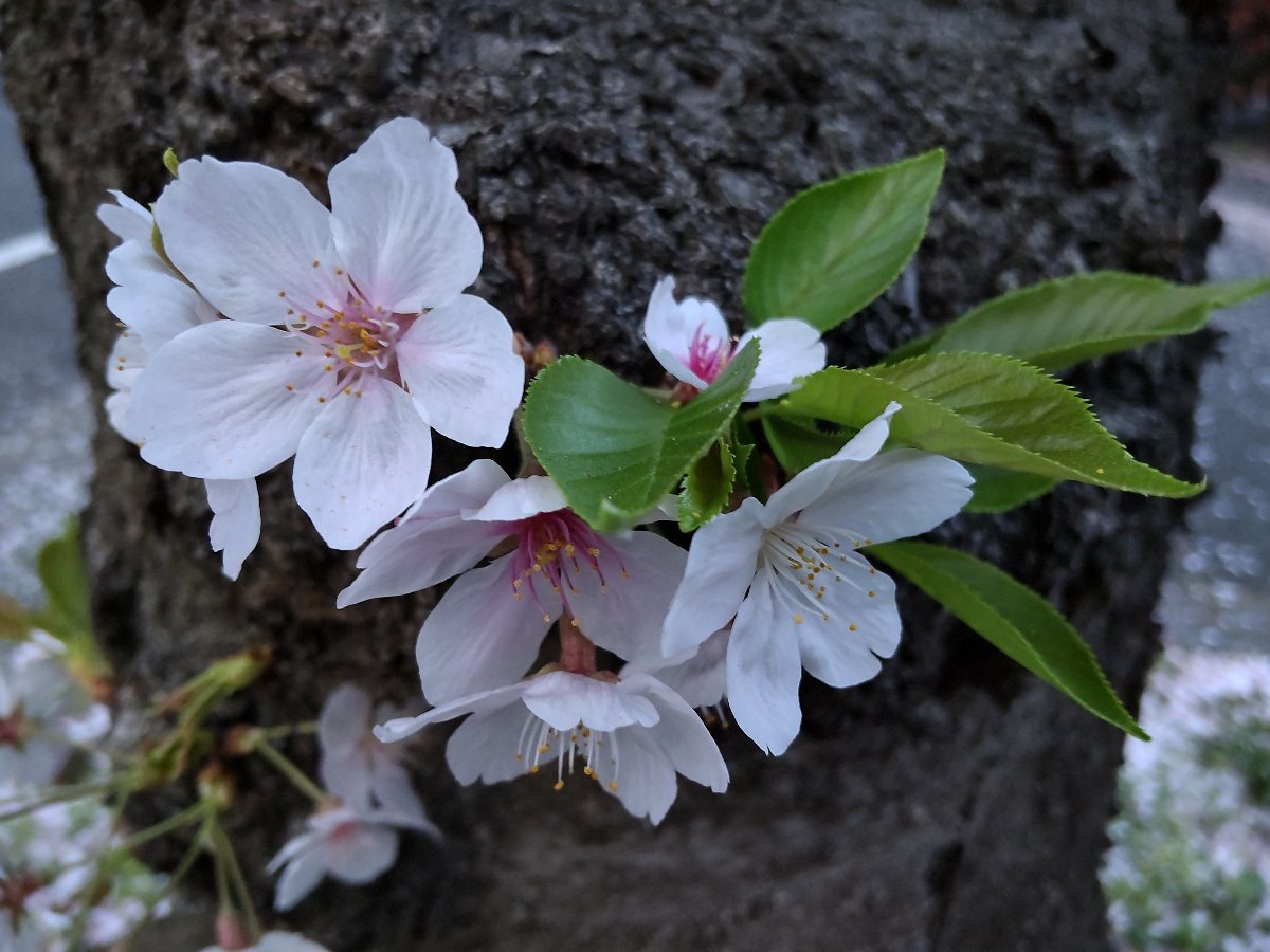 f:id:hirotaka72:20210402181614j:plain