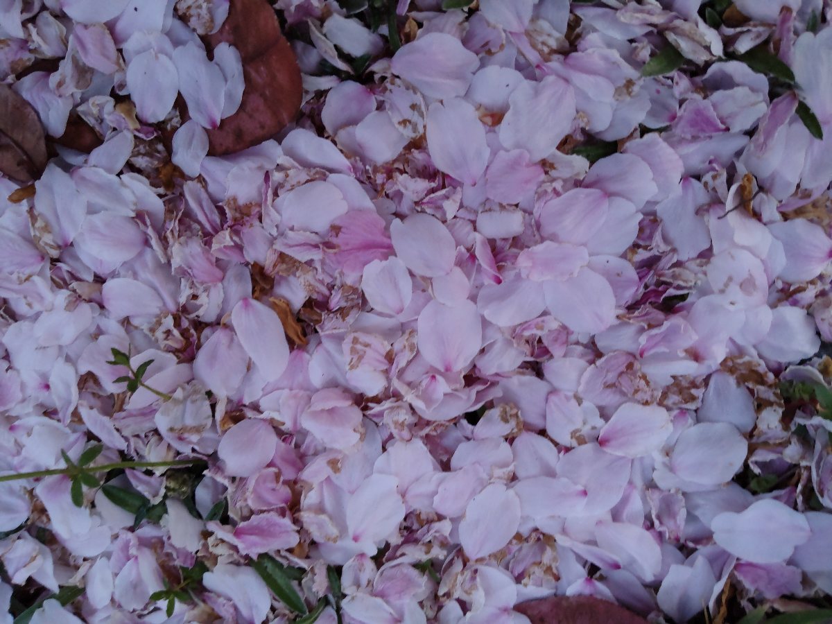f:id:hirotaka72:20210402181639j:plain