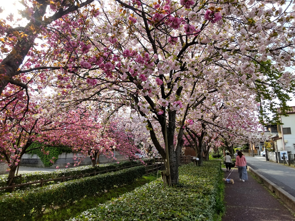 f:id:hirotaka72:20210404080833j:plain