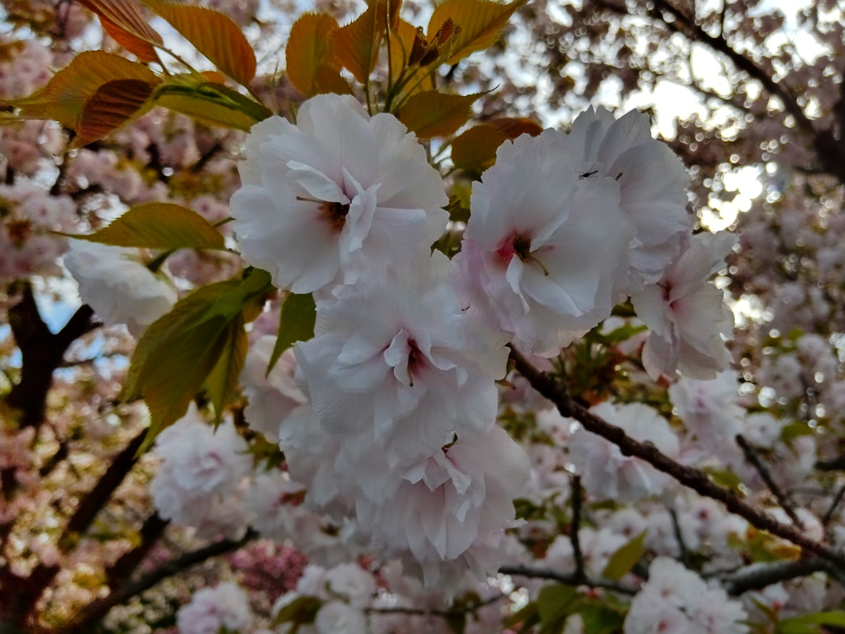 f:id:hirotaka72:20210404080906j:plain