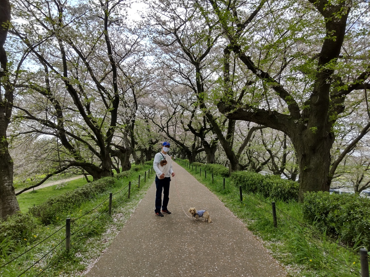 f:id:hirotaka72:20210404095458j:plain