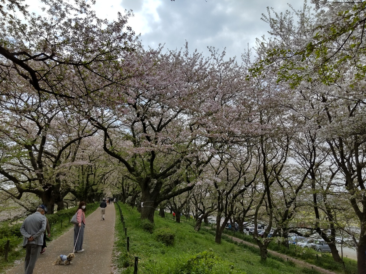 f:id:hirotaka72:20210404095604j:plain