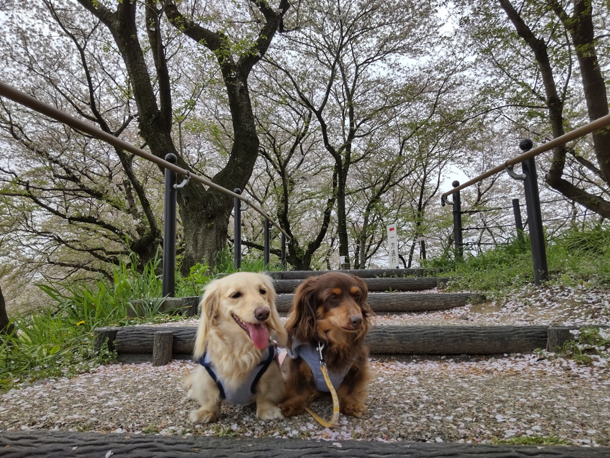 f:id:hirotaka72:20210404103738j:plain