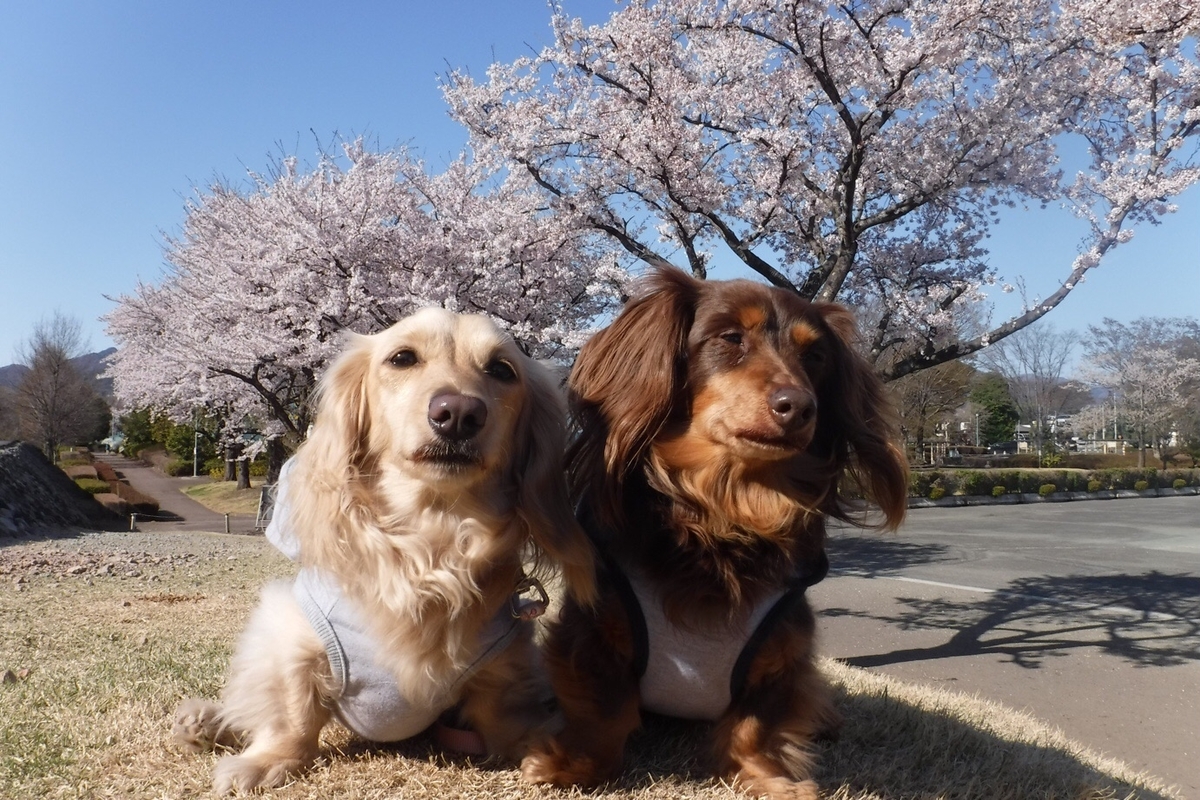 f:id:hirotaka72:20210412204223j:plain