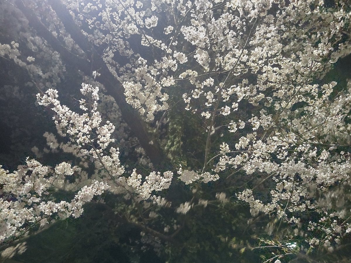 f:id:hirotaka72:20210413180004j:plain