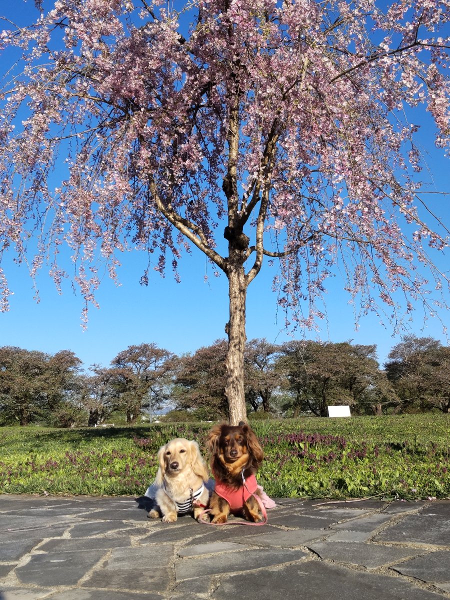 f:id:hirotaka72:20210426080713j:plain