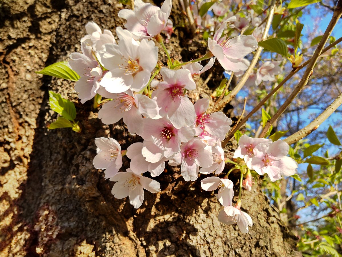 f:id:hirotaka72:20210426080809j:plain