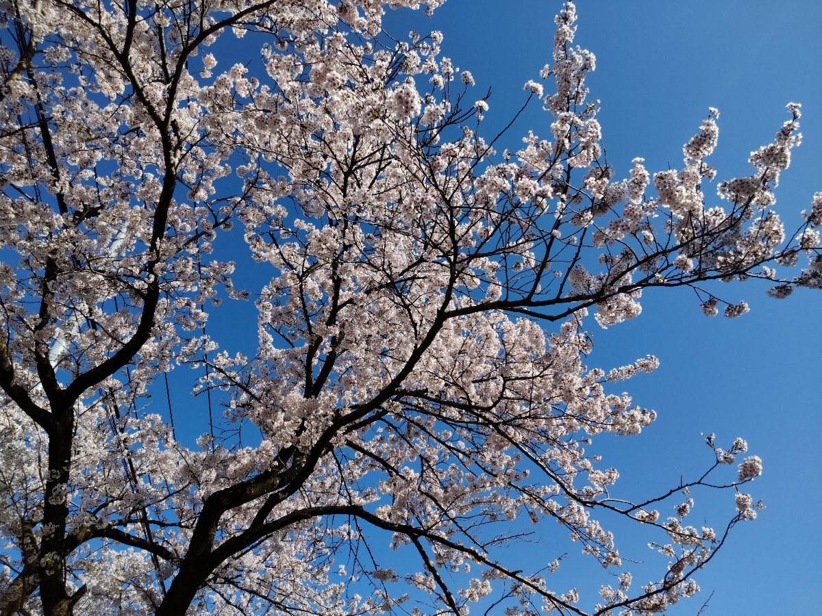 f:id:hirotaka72:20210426081253j:plain