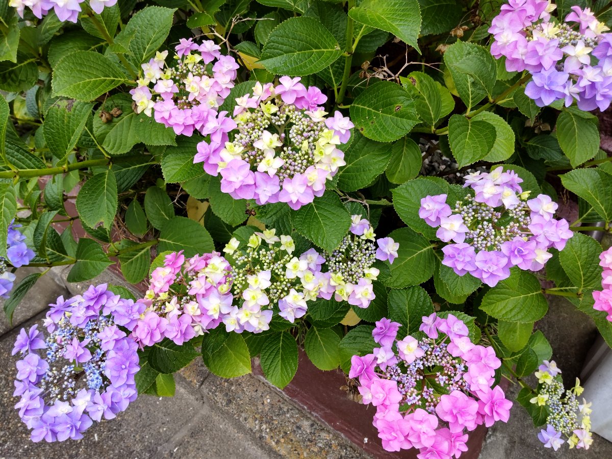 f:id:hirotaka72:20210607080349j:plain
