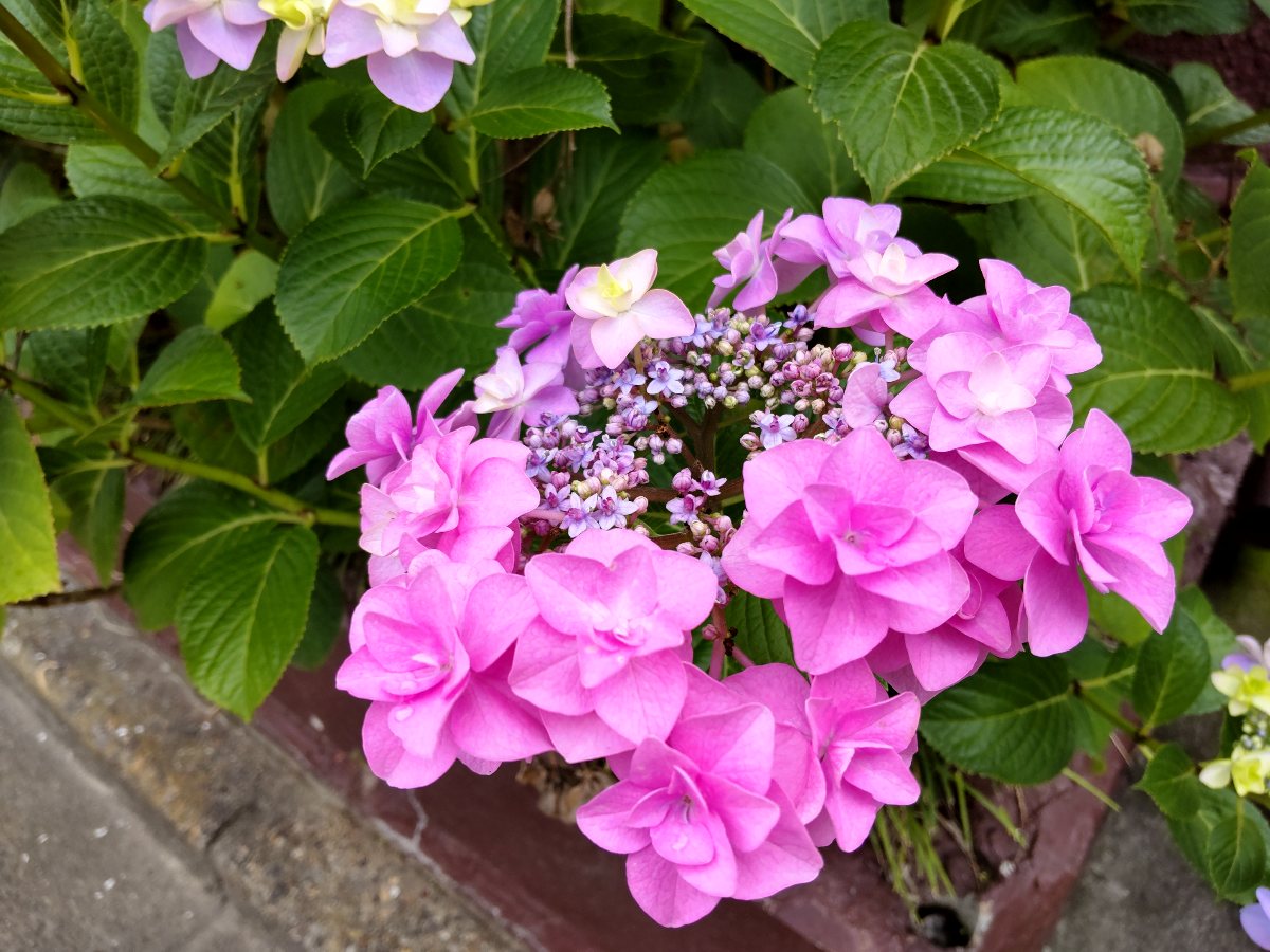 f:id:hirotaka72:20210607080405j:plain