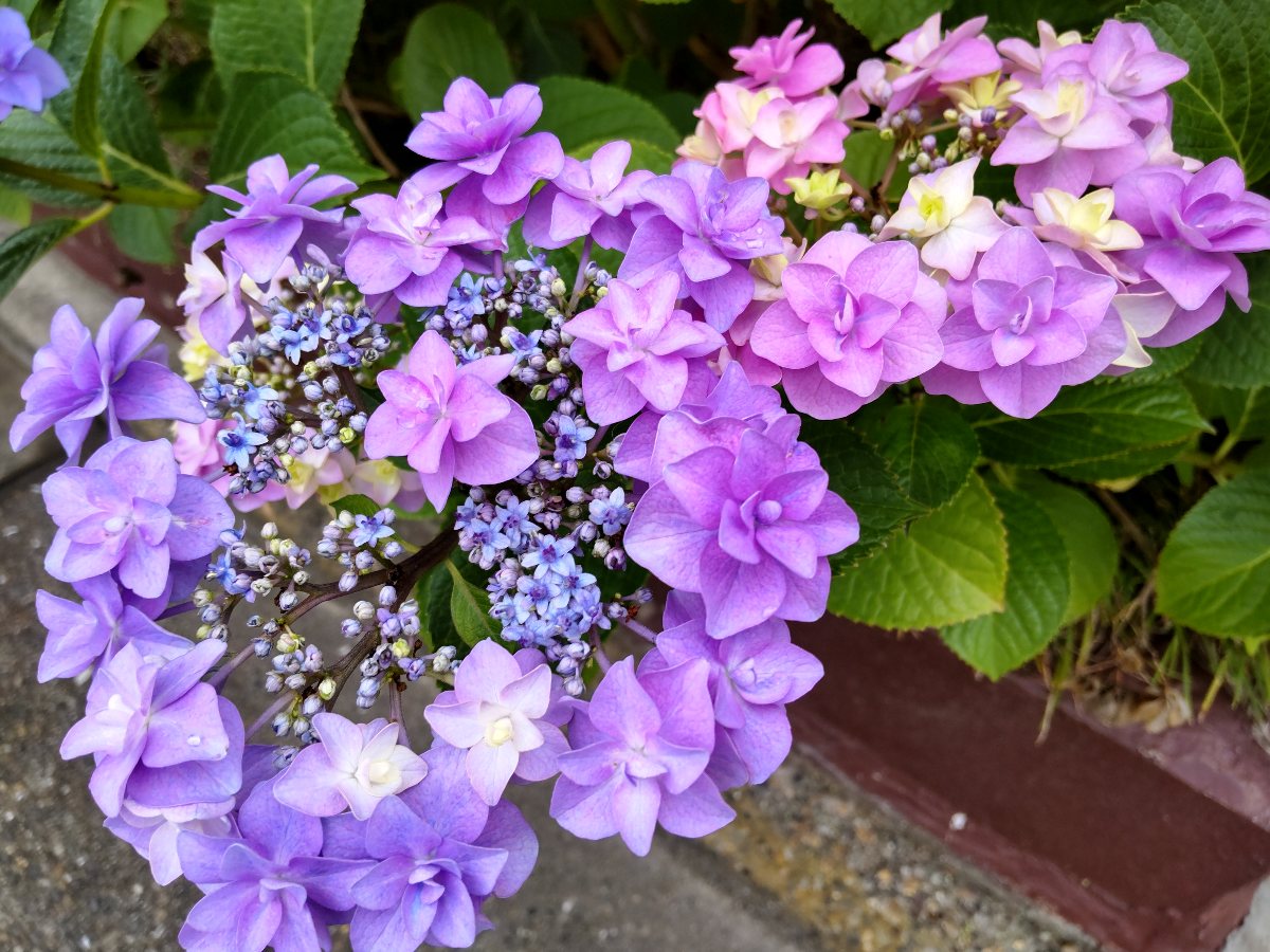 f:id:hirotaka72:20210607080419j:plain