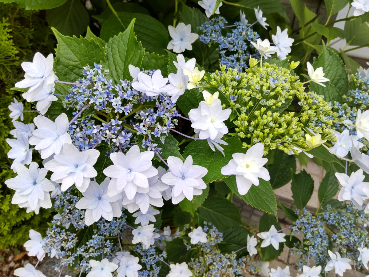 f:id:hirotaka72:20210607194913j:plain