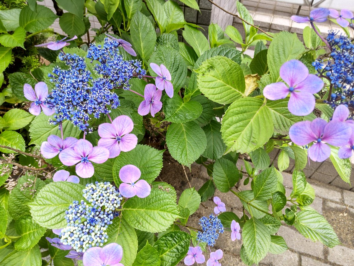 f:id:hirotaka72:20210607194928j:plain
