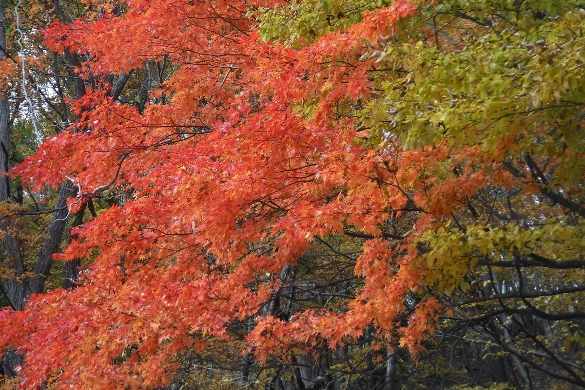 f:id:hirotaka72:20211103111043j:plain