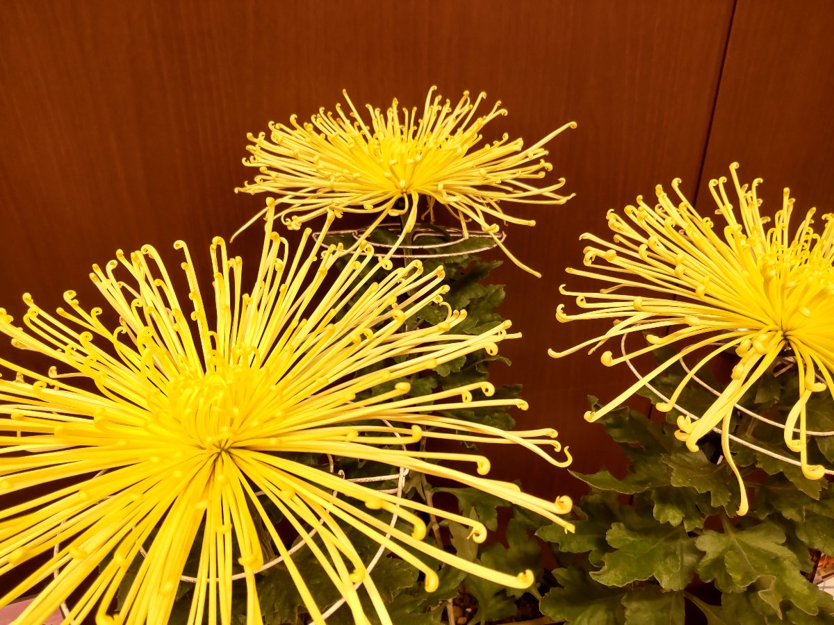 f:id:hirotaka72:20211106222207j:plain