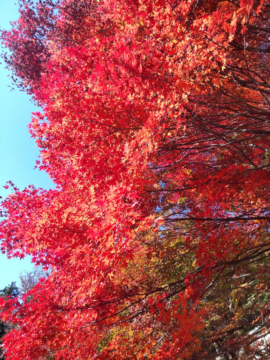 f:id:hirotaka72:20211108175419j:plain