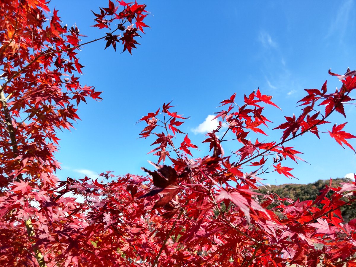 f:id:hirotaka72:20211115200748j:plain