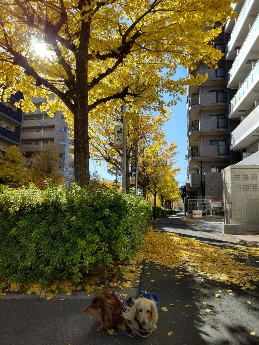 f:id:hirotaka72:20211128130349j:plain