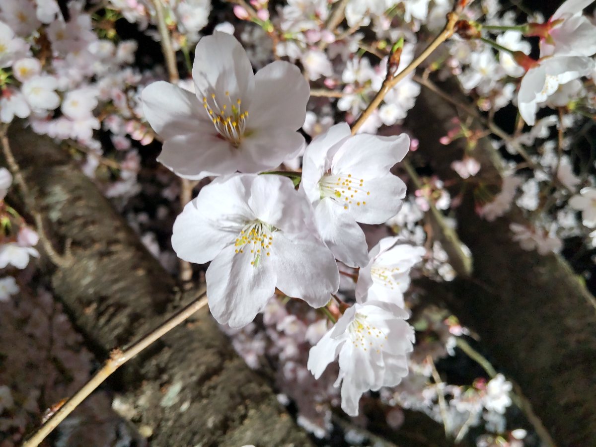 f:id:hirotaka72:20220330215101j:plain