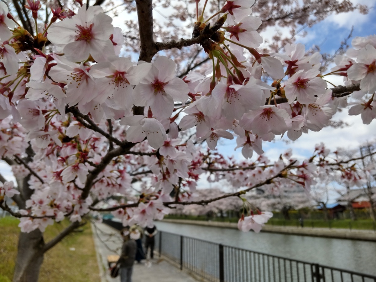 f:id:hirotaka72:20220402104559j:plain