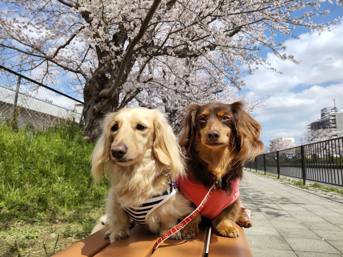 f:id:hirotaka72:20220402110057j:plain
